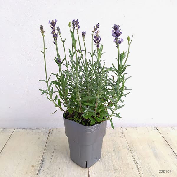 3点おまとめラベンダー Amazon.co.jp: ラベンダー：センティヴィアブルー3～3.5号ポット2株